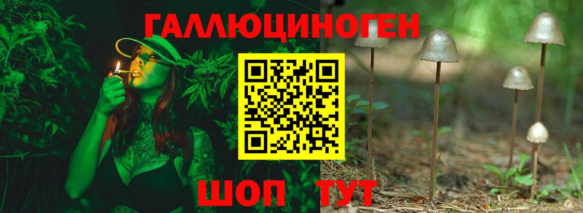Королёв  Псилоцибиновые грибы Psilocybe  Вход с VPN 